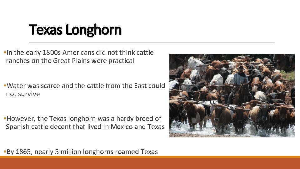 Texas Longhorn • In the early 1800 s Americans did not think cattle ranches