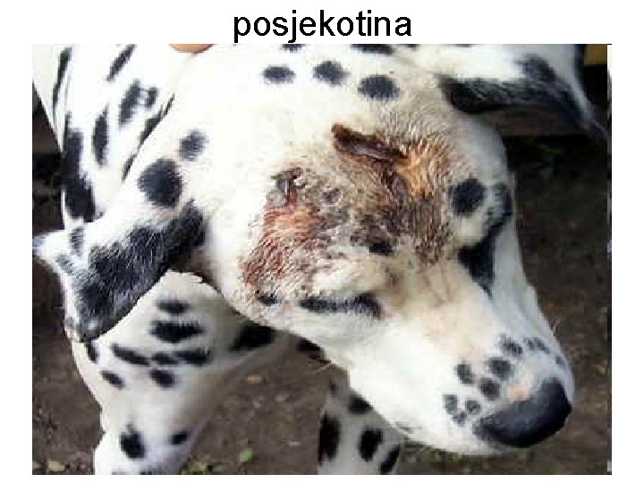 posjekotina 