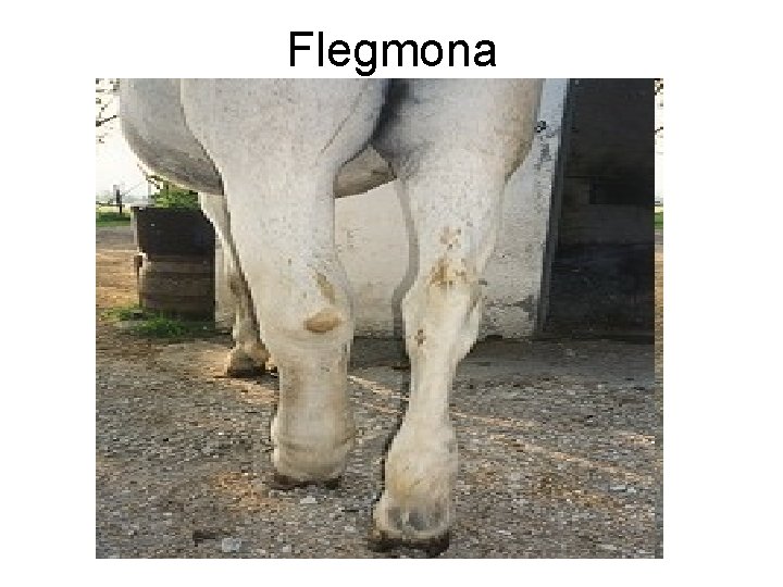 Flegmona 