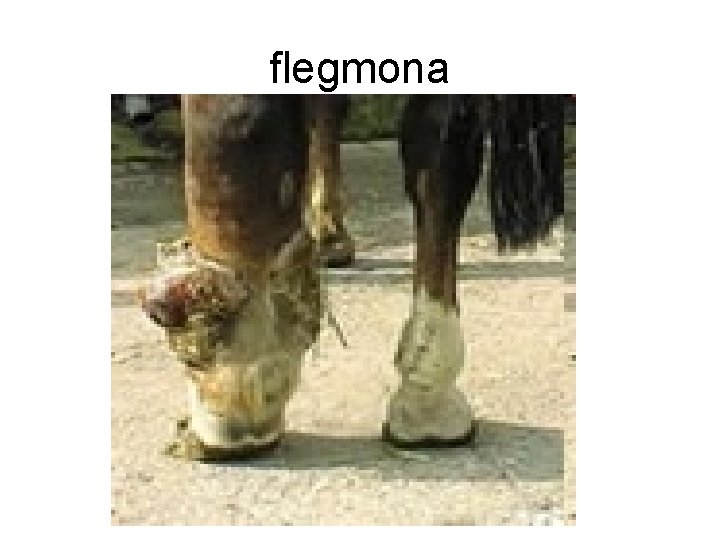 flegmona 