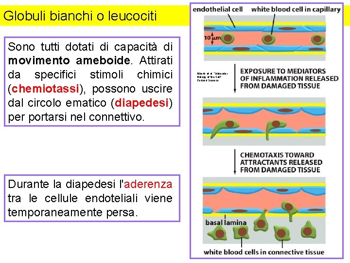 Globuli bianchi o leucociti Sono tutti dotati di capacità di movimento ameboide. Attirati da Globuli bianchi o leucociti Sono tutti dotati di capacità di movimento ameboide. Attirati da