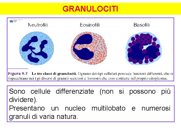 GRANULOCITI Sono cellule differenziate (non si possono più dividere). Presentano un nucleo multilobato e