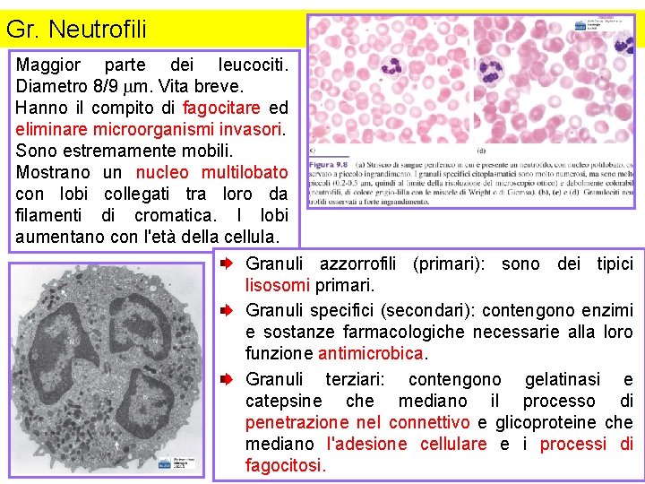 Gr. Neutrofili Maggior parte dei leucociti. Diametro 8/9 mm. Vita breve. Hanno il compito