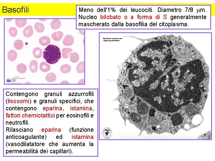 Basofili Meno dell'1% dei leucociti. Diametro 7/8 mm. Nucleo bilobato o a forma di