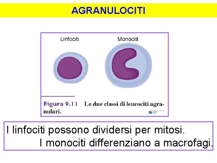 AGRANULOCITI I linfociti possono dividersi per mitosi. I monociti differenziano a macrofagi. 