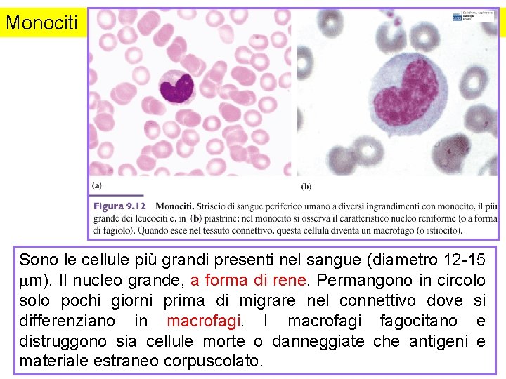 Monociti Sono le cellule più grandi presenti nel sangue (diametro 12 -15 mm). Il