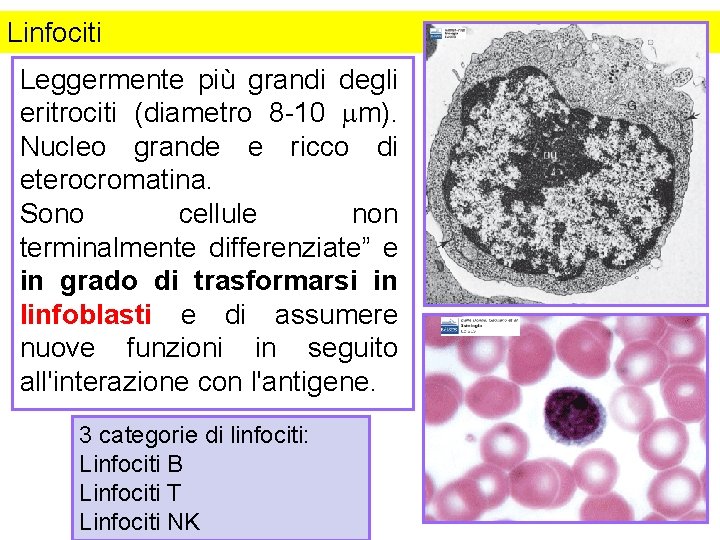 Linfociti Leggermente più grandi degli eritrociti (diametro 8 -10 mm). Nucleo grande e ricco