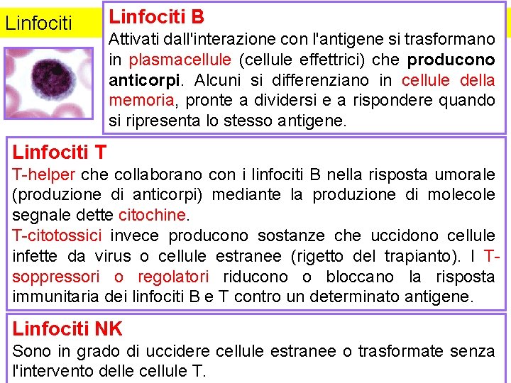 Linfociti B Attivati dall'interazione con l'antigene si trasformano in plasmacellule (cellule effettrici) che producono