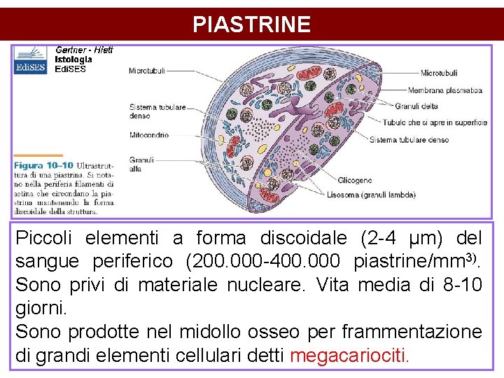PIASTRINE Piccoli elementi a forma discoidale (2 -4 µm) del sangue periferico (200. 000