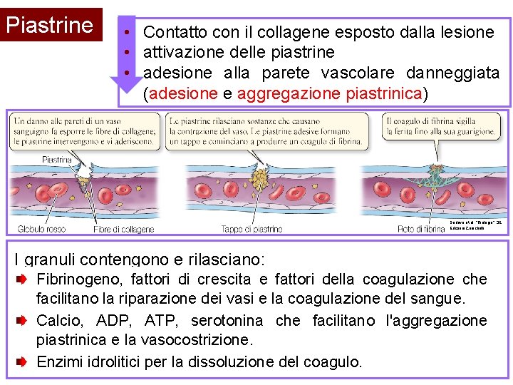 Piastrine • Contatto con il collagene esposto dalla lesione • attivazione delle piastrine •