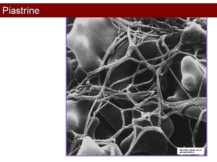 Piastrine http: //www. anatomy. univr. it/ giuseppe/didattica 