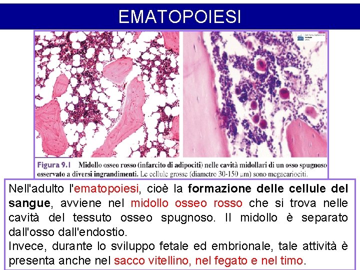 EMATOPOIESI Nell'adulto l'ematopoiesi, cioè la formazione delle cellule del sangue, avviene nel midollo osseo