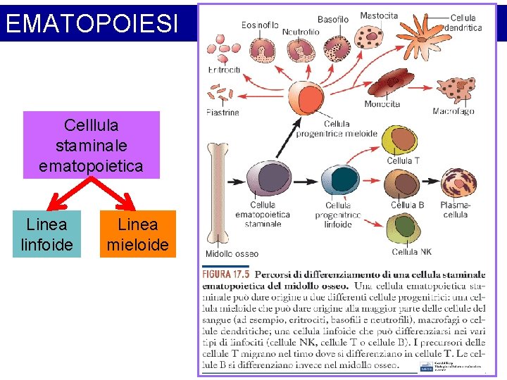 EMATOPOIESI Celllula staminale ematopoietica Linea linfoide Linea mieloide 