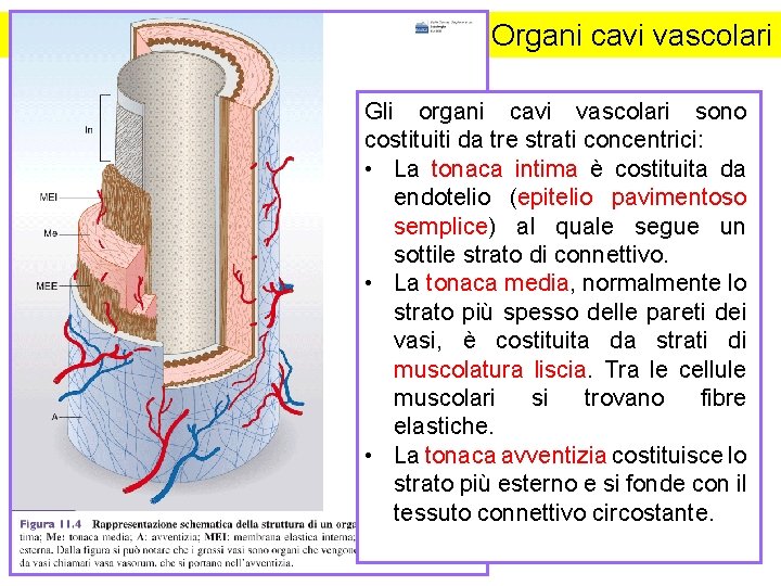 Organi cavi vascolari Gli organi cavi vascolari sono costituiti da tre strati concentrici: •