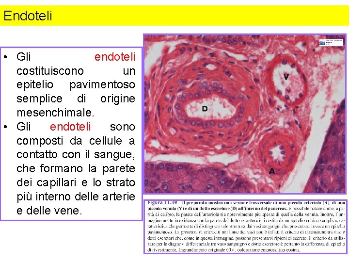 Endoteli • Gli endoteli costituiscono un epitelio pavimentoso semplice di origine mesenchimale. • Gli