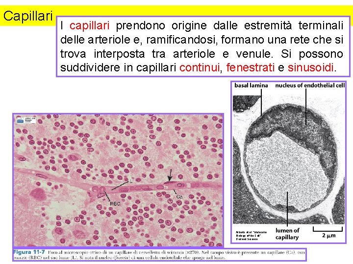 Capillari I capillari prendono origine dalle estremità terminali delle arteriole e, ramificandosi, formano una