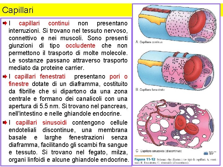 Capillari I capillari continui non presentano interruzioni. Si trovano nel tessuto nervoso, connettivo e