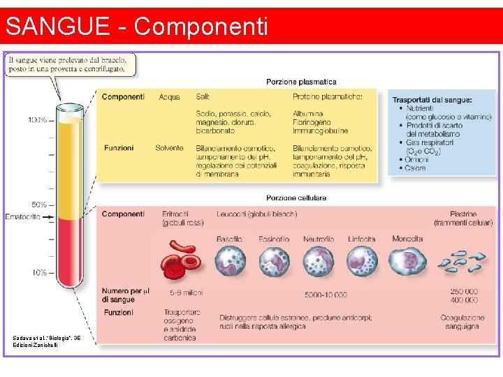 SANGUE - Componenti Sadava et al. , “Biologia”, 3 E Edizioni Zanichelli 