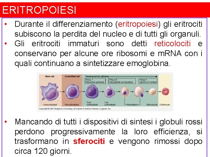 ERITROPOIESI • Durante il differenziamento (eritropoiesi) gli eritrociti subiscono la perdita del nucleo e