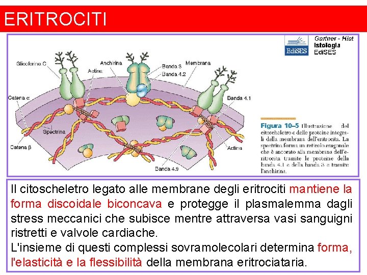 ERITROCITI Il citoscheletro legato alle membrane degli eritrociti mantiene la forma discoidale biconcava e ERITROCITI Il citoscheletro legato alle membrane degli eritrociti mantiene la forma discoidale biconcava e