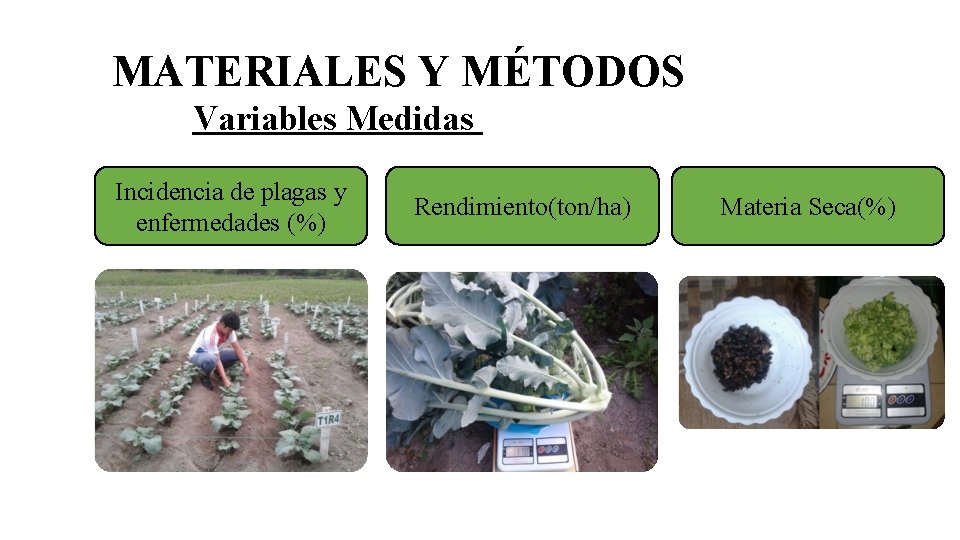 MATERIALES Y MÉTODOS Variables Medidas Incidencia de plagas y enfermedades (%) Rendimiento(ton/ha) Materia Seca(%)