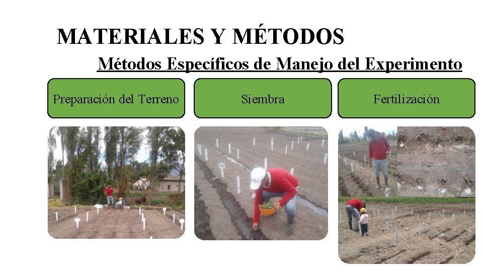 MATERIALES Y MÉTODOS Métodos Específicos de Manejo del Experimento Preparación del Terreno Siembra Fertilización