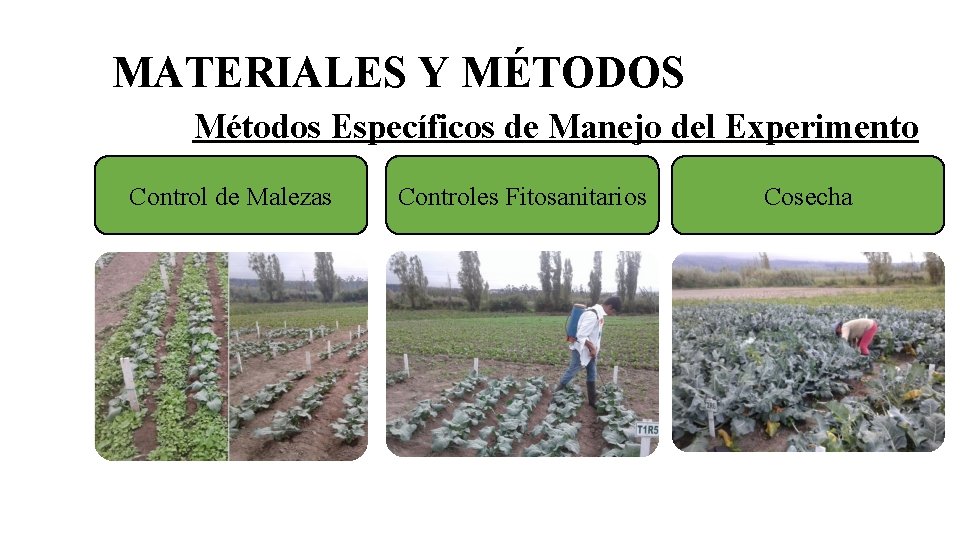 MATERIALES Y MÉTODOS Métodos Específicos de Manejo del Experimento Control de Malezas Controles Fitosanitarios