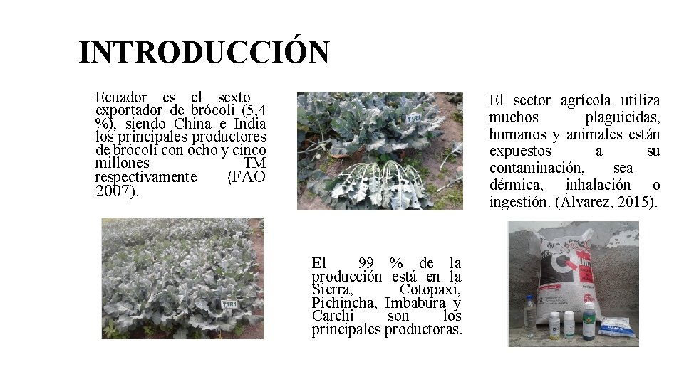 INTRODUCCIÓN Ecuador es el sexto exportador de brócoli (5, 4 %), siendo China e