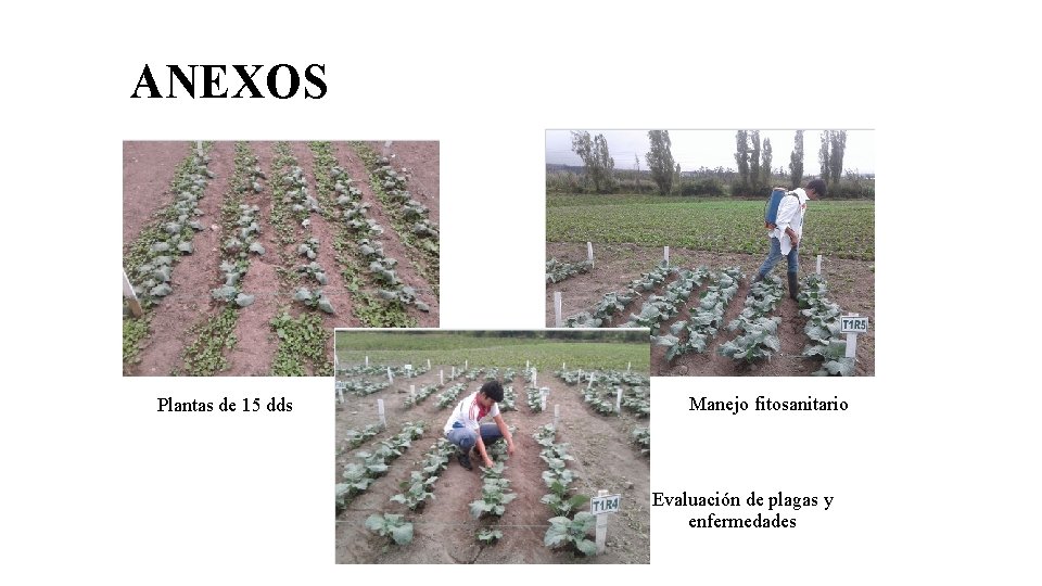 ANEXOS Plantas de 15 dds Manejo fitosanitario Evaluación de plagas y enfermedades 