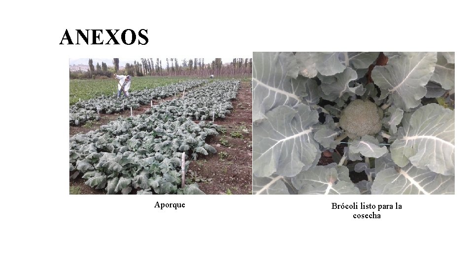 ANEXOS Aporque Brócoli listo para la cosecha 