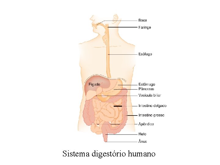 Sistema digestório humano Sistema digestório humano