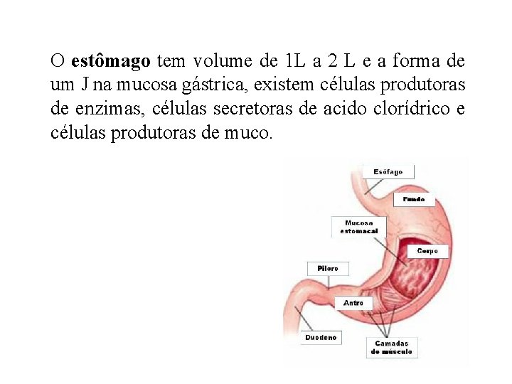 O estômago tem volume de 1 L a 2 L e a forma de O estômago tem volume de 1 L a 2 L e a forma de