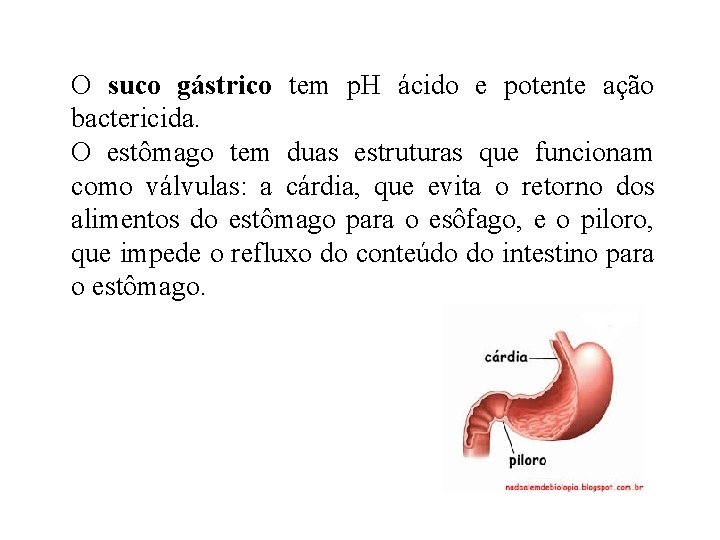 O suco gástrico tem p. H ácido e potente ação bactericida. O estômago tem O suco gástrico tem p. H ácido e potente ação bactericida. O estômago tem