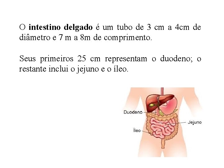 O intestino delgado é um tubo de 3 cm a 4 cm de diâmetro O intestino delgado é um tubo de 3 cm a 4 cm de diâmetro