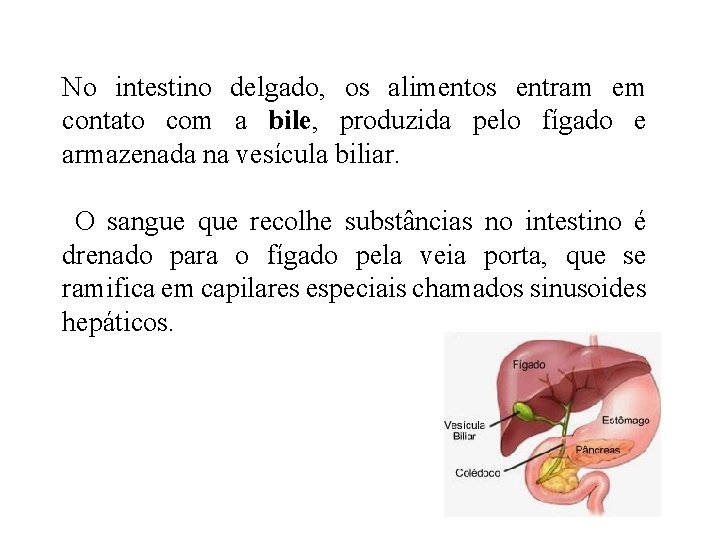 No intestino delgado, os alimentos entram em contato com a bile, produzida pelo fígado No intestino delgado, os alimentos entram em contato com a bile, produzida pelo fígado