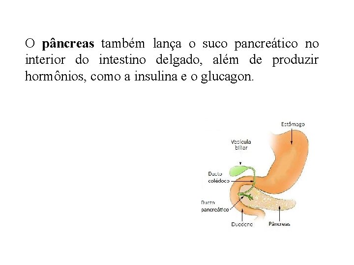 O pâncreas também lança o suco pancreático no interior do intestino delgado, além de O pâncreas também lança o suco pancreático no interior do intestino delgado, além de