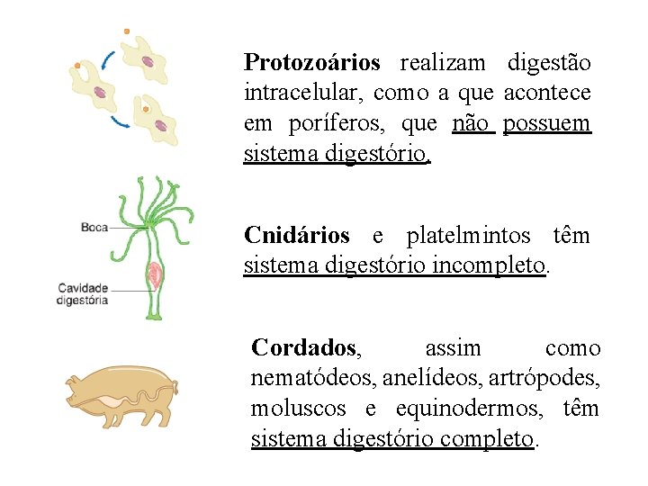 Protozoários realizam digestão intracelular, como a que acontece em poríferos, que não possuem sistema Protozoários realizam digestão intracelular, como a que acontece em poríferos, que não possuem sistema