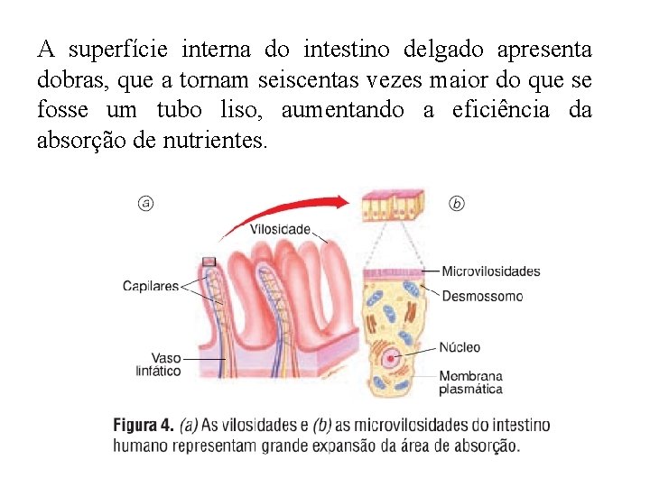 A superfície interna do intestino delgado apresenta dobras, que a tornam seiscentas vezes maior A superfície interna do intestino delgado apresenta dobras, que a tornam seiscentas vezes maior