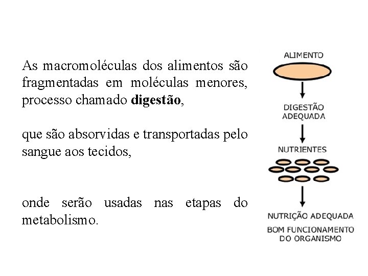 As macromoléculas dos alimentos são fragmentadas em moléculas menores, processo chamado digestão, que são As macromoléculas dos alimentos são fragmentadas em moléculas menores, processo chamado digestão, que são