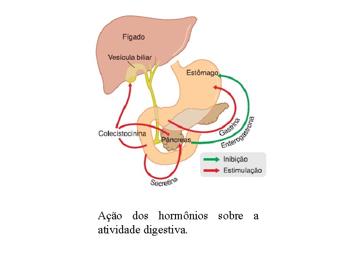 Ação dos hormônios sobre a atividade digestiva. Ação dos hormônios sobre a atividade digestiva.