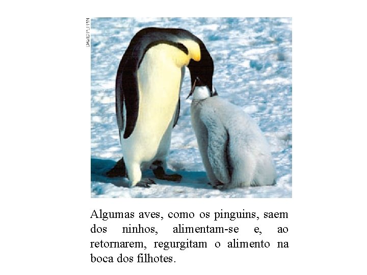 Algumas aves, como os pinguins, saem dos ninhos, alimentam-se e, ao retornarem, regurgitam o Algumas aves, como os pinguins, saem dos ninhos, alimentam-se e, ao retornarem, regurgitam o