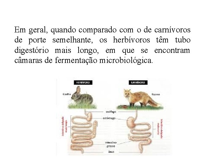 Em geral, quando comparado com o de carnívoros de porte semelhante, os herbívoros têm Em geral, quando comparado com o de carnívoros de porte semelhante, os herbívoros têm