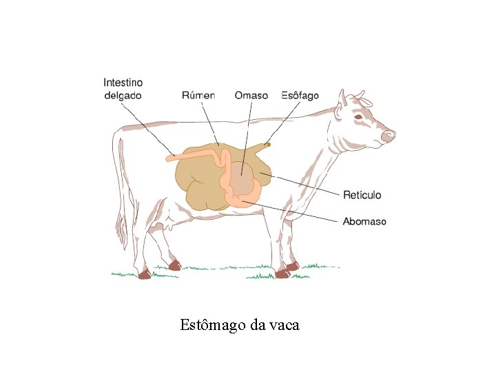 Estômago da vaca Estômago da vaca
