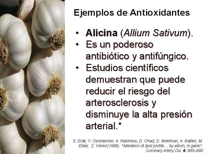 Ejemplos de Antioxidantes • • Alicina (Allium Sativum). Es un poderoso antibiótico y antifúngico. Ejemplos de Antioxidantes • • Alicina (Allium Sativum). Es un poderoso antibiótico y antifúngico.