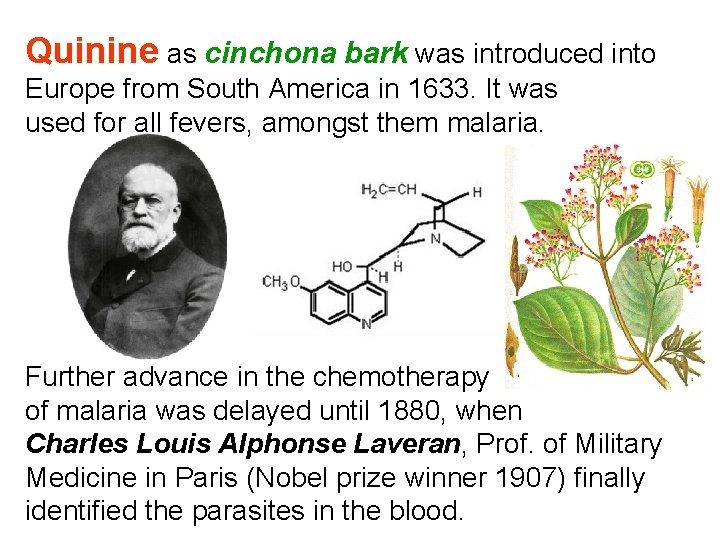 Quinine as cinchona bark was introduced into Europe from South America in 1633. It