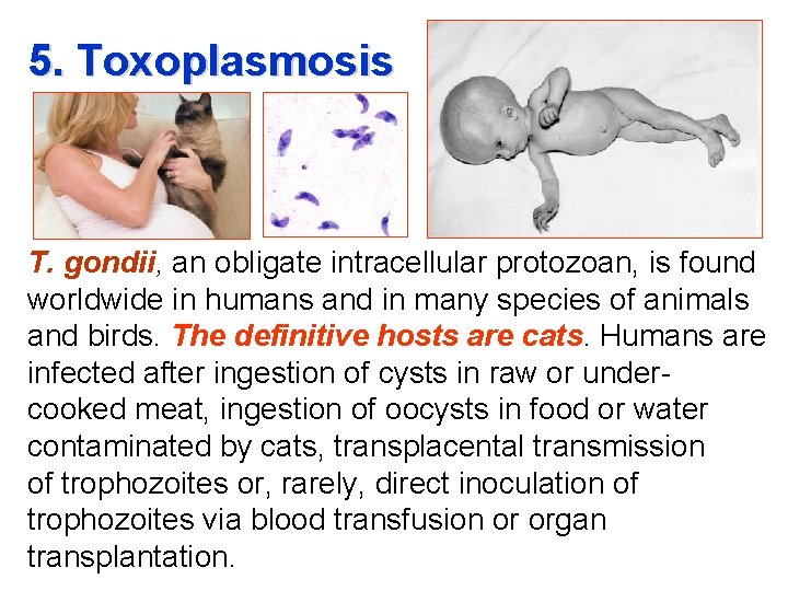 5. Toxoplasmosis T. gondii, an obligate intracellular protozoan, is found worldwide in humans and