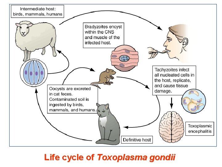 Life cycle of Toxoplasma gondii 