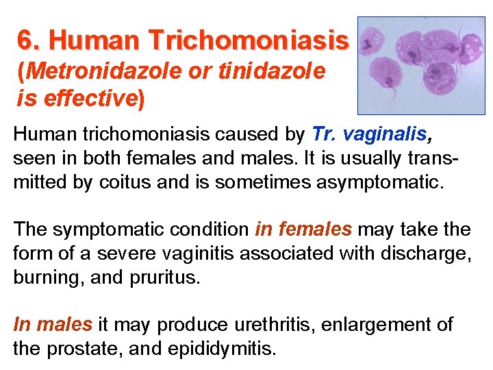 6. Human Trichomoniasis (Metronidazole or tinidazole is effective) Human trichomoniasis caused by Tr. vaginalis,