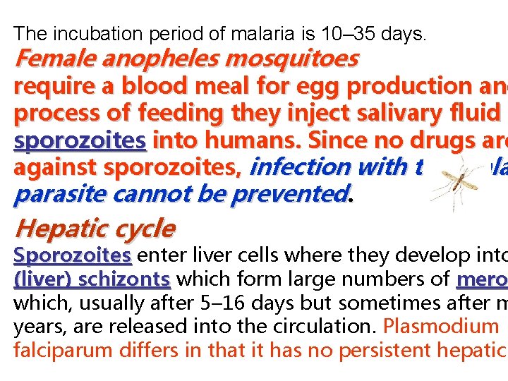 The incubation period of malaria is 10– 35 days. Female anopheles mosquitoes require a