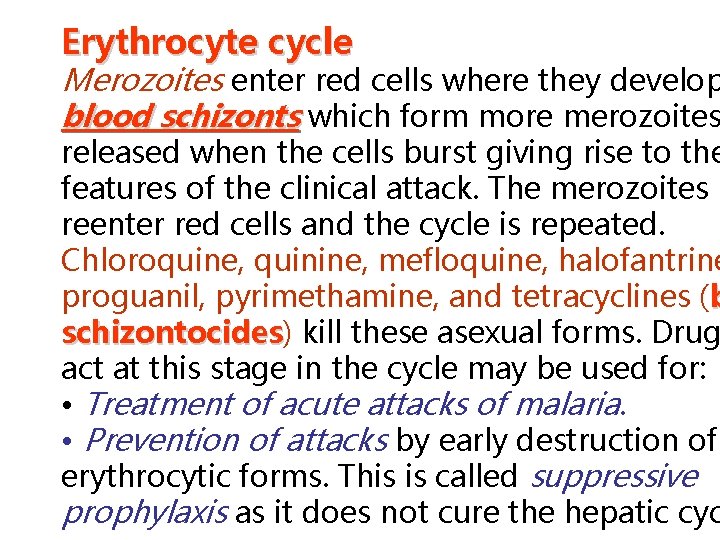 Erythrocyte cycle Merozoites enter red cells where they develop blood schizonts which form more